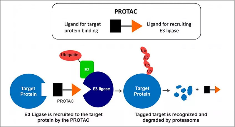 From Inhibition to Degradation: Why PROTAC Is Considered the Next Revolution in Drug Discovery